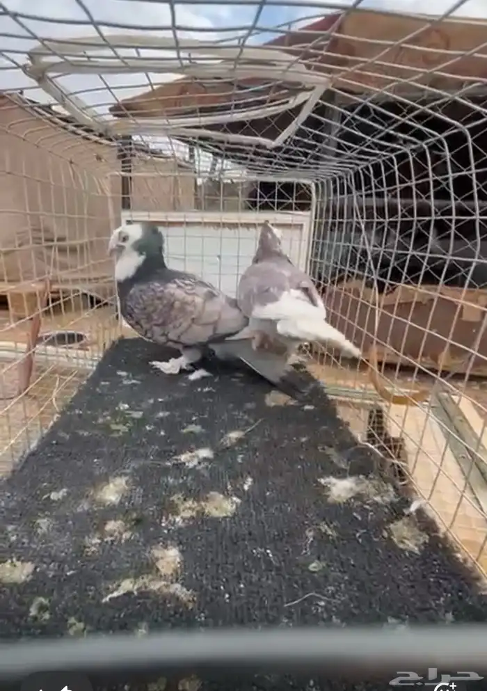 حمام للبيع 2