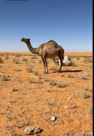 ضروبه للبيع 0