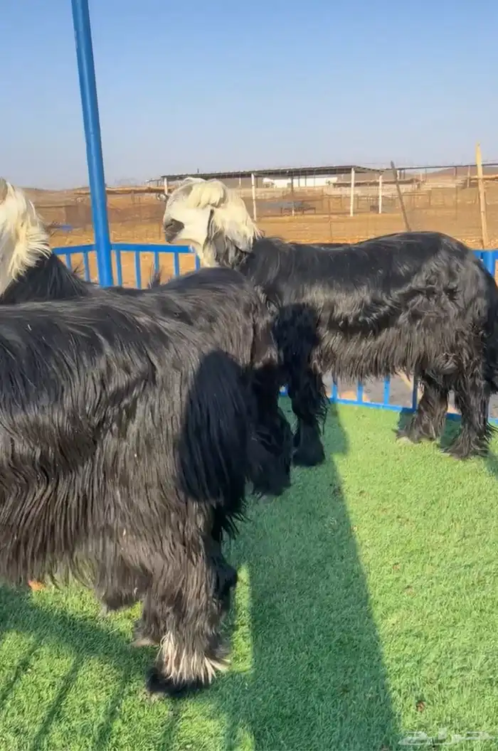 طليان صنف نجد دغم مشاريع 4