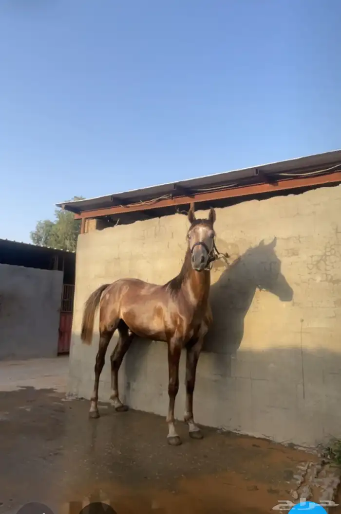 مهر شعبي كفو منوه القاني مسقبله طيب الي يبي سباقات او ركوب 4
