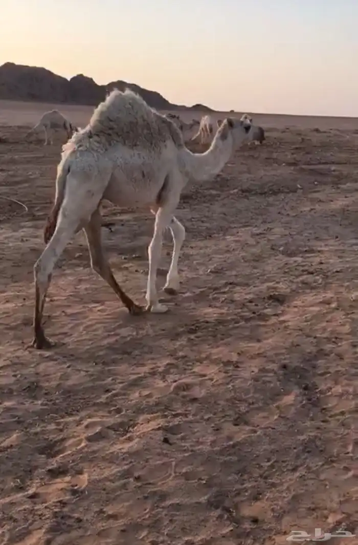 قعود طيب بري 0