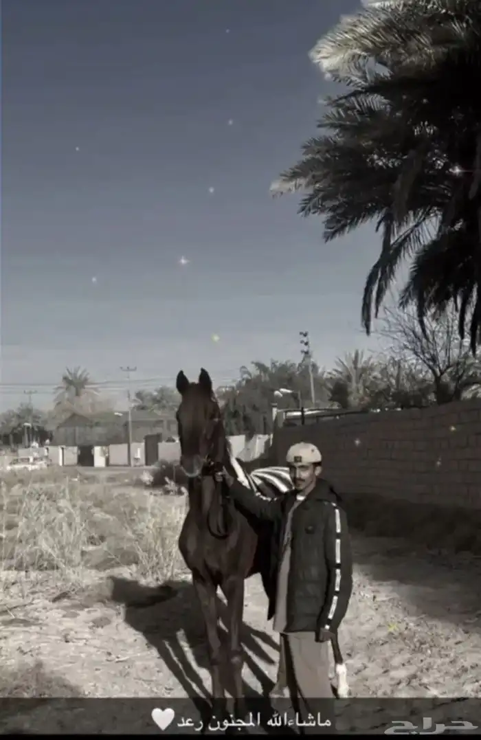 حصان عربي 4