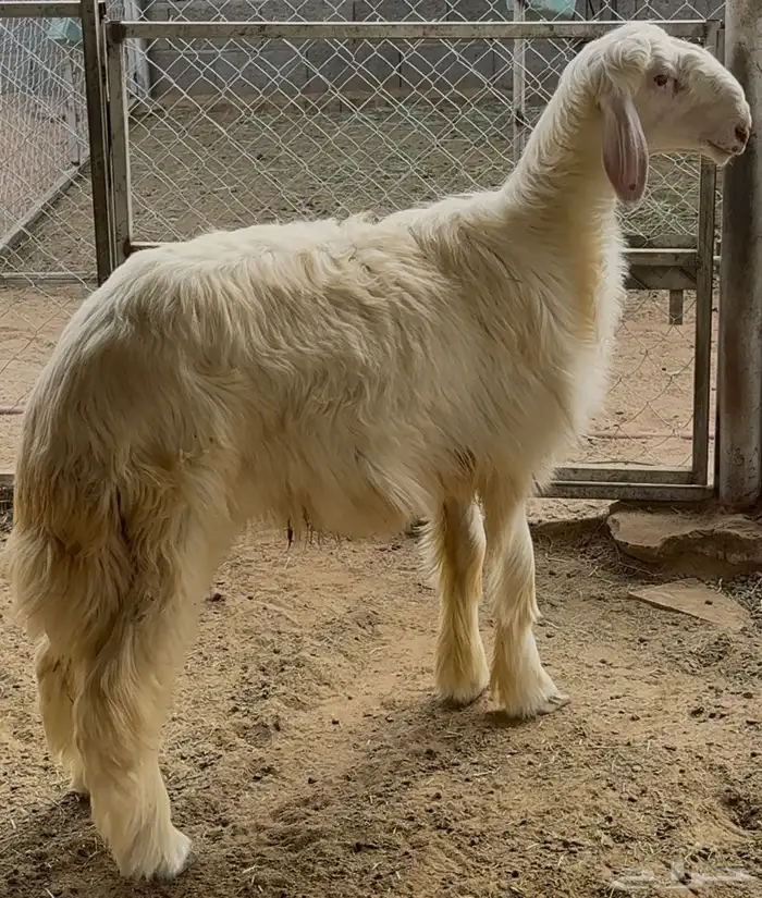 مشروع فحل مطور 6