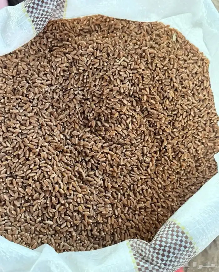 بر جوف ال معمر 0