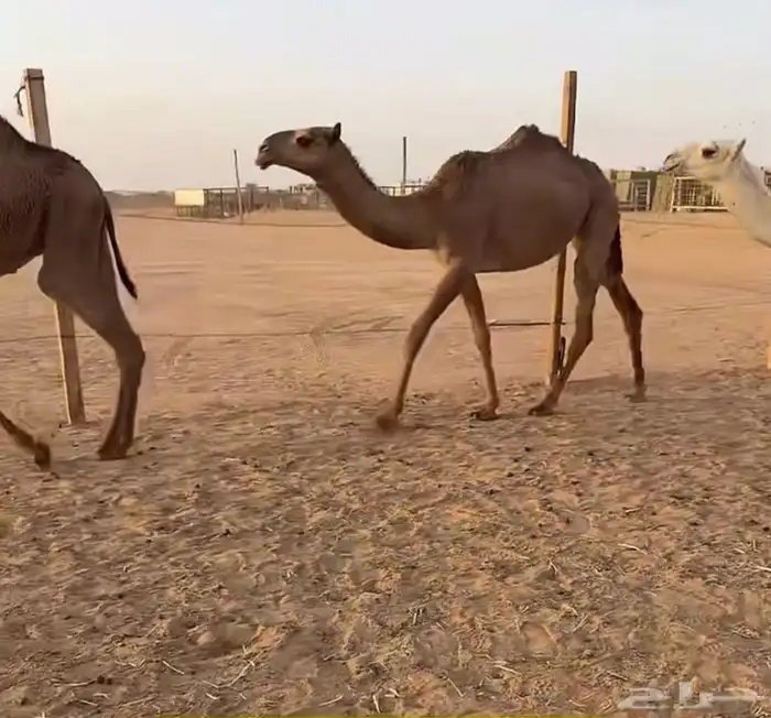 بكره شعلا 0
