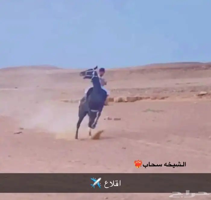 فرس حاره 0