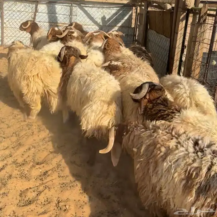 خرفان نعيم ( تم البيع ) 0