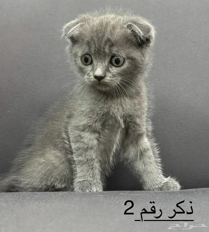 كتن ذكر سكوتش بيور للبيع 0