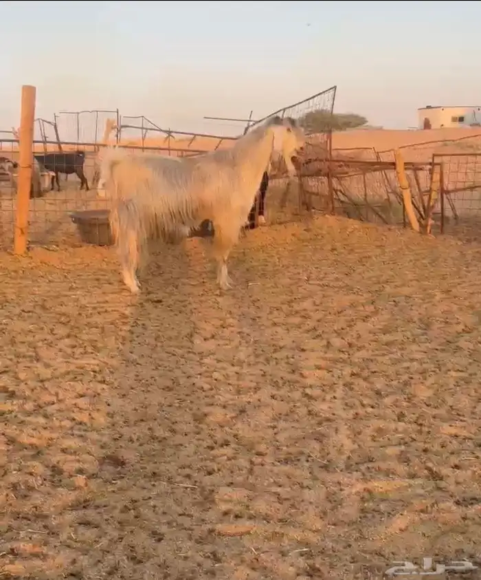 فحل تيس مصري اجم 0