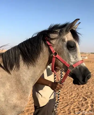 مهر عربي شعبي index