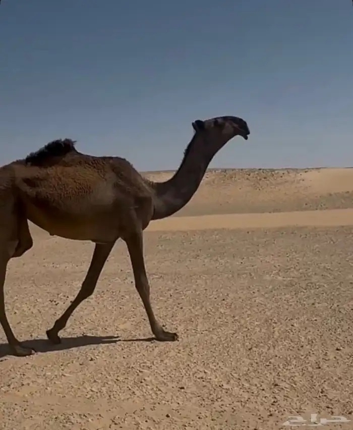 بكره دبيانيه 0
