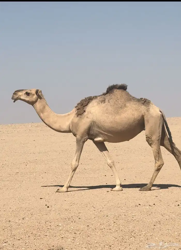 لقحه مشروطه 0