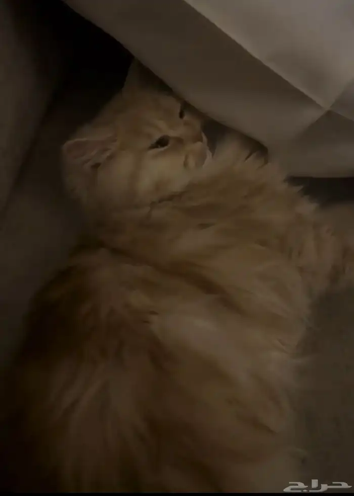 قط ذكر للتبني 0