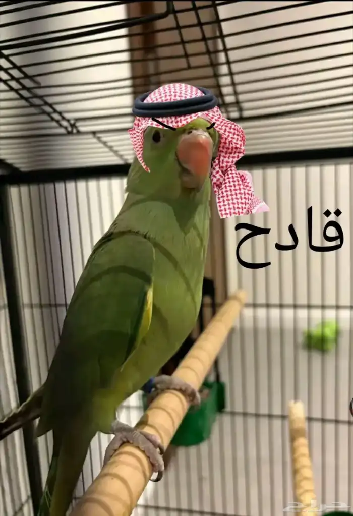 دره هندي أليفه متكلمه البيع مستعجل 5