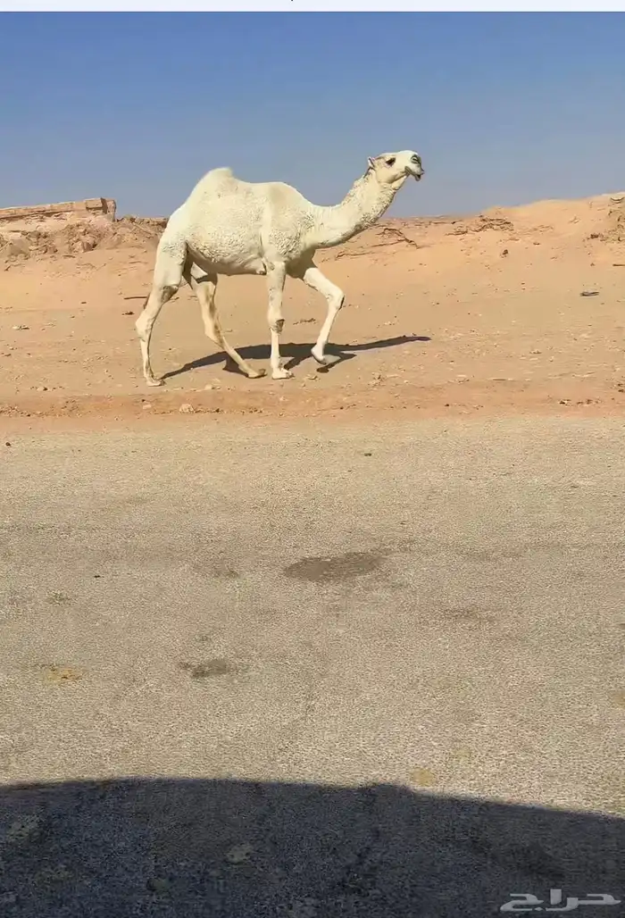قعود حق يلقي فردي على بعير بن حشان 0