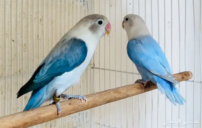 للبيع زوج فيشر فاخر دايلوت اوبلاين واي وينج اوبلاين 2