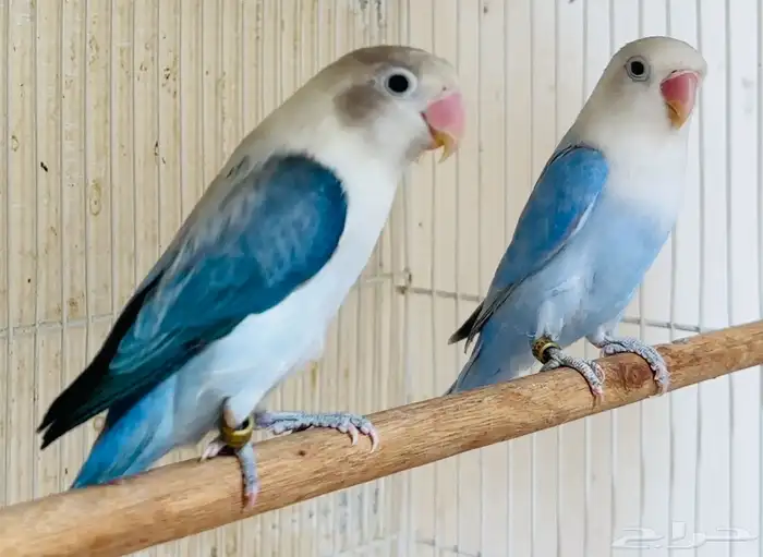 للبيع زوج فيشر فاخر دايلوت اوبلاين واي وينج اوبلاين 3