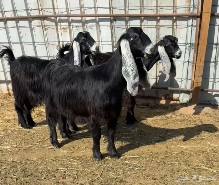 للبيع معزاء عوارض 2