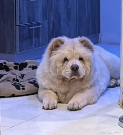 كلب تشاو تشاو للبيع index