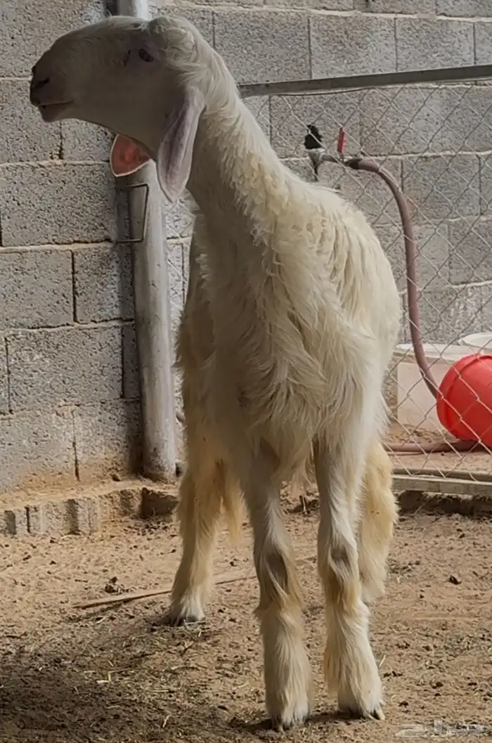 مشروع فحل مطور 4