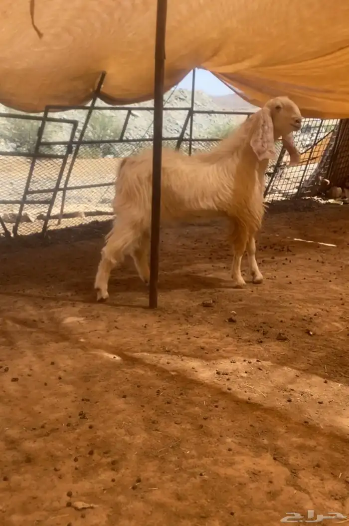 تيس فحل هولندي كفوو 0