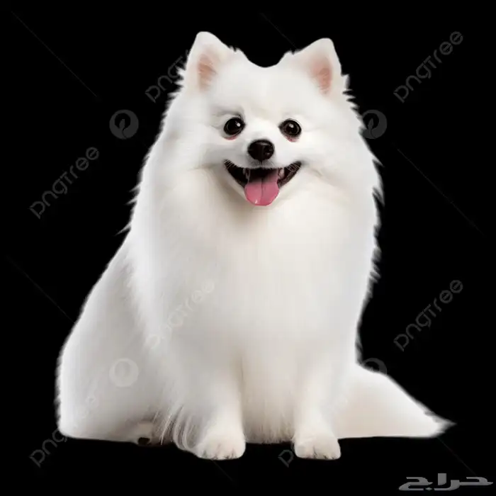كلب سبيتز ياباني 1