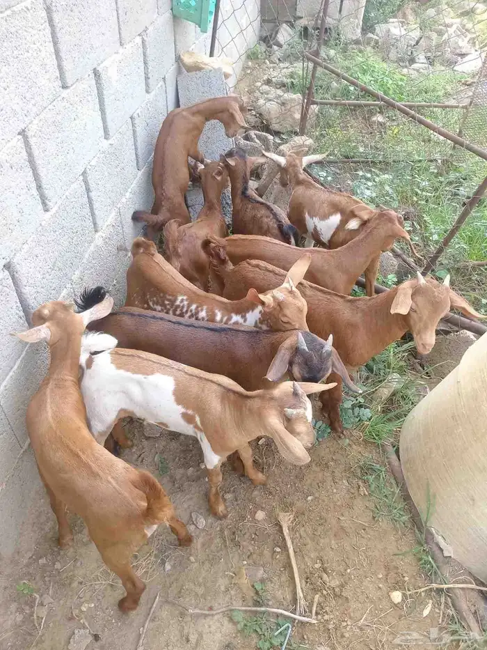 تيوس دهم كله ذكور(تم البيع) 3