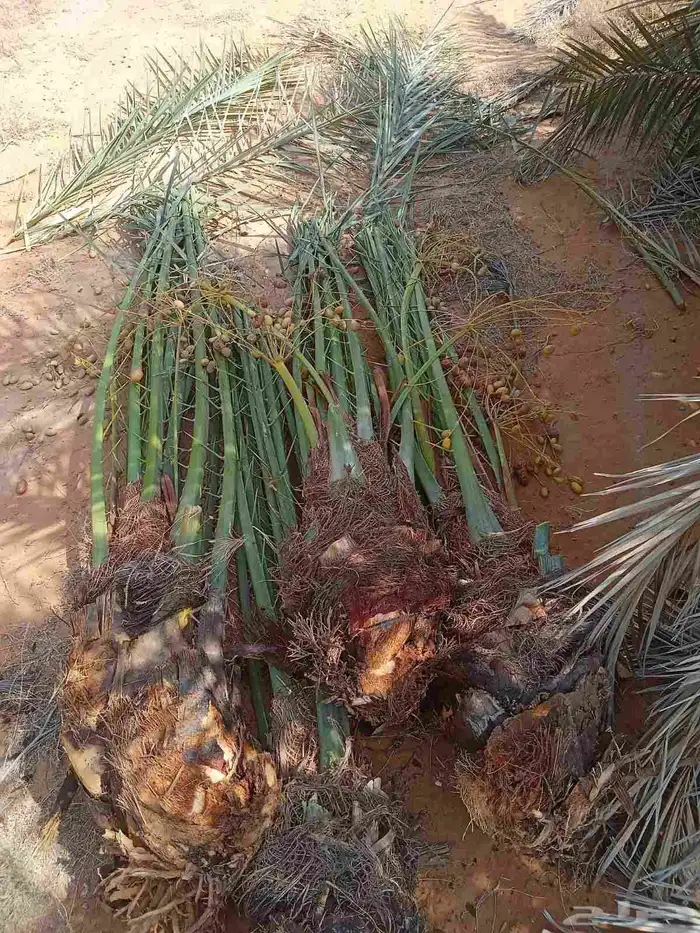 نخل للبيع القصيم 19