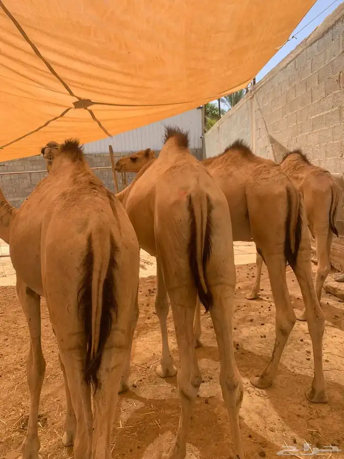 قعدان صومالية جاهزة للتربية او الذبح واللحم ممتاز وع الضمان 3