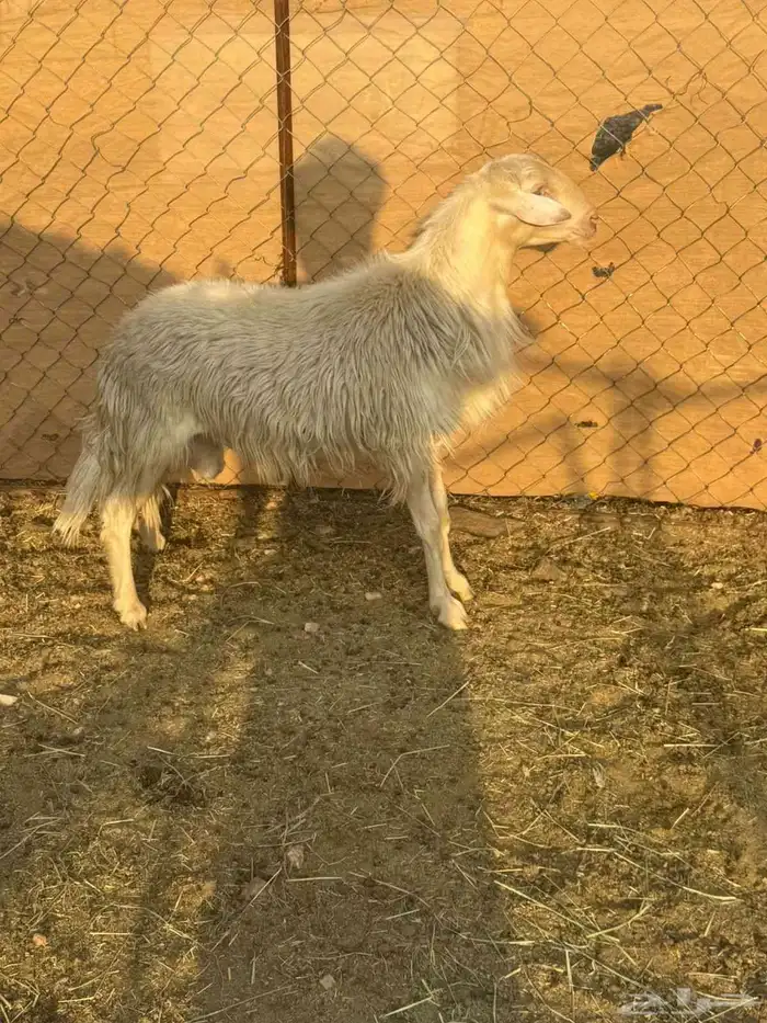 خروف مشروع فحل اصفر ابرص 1