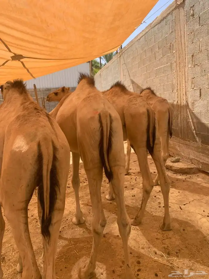 قعدان صومالية جاهزة للتربية او الذبح واللحم ممتاز وع الضمان 4