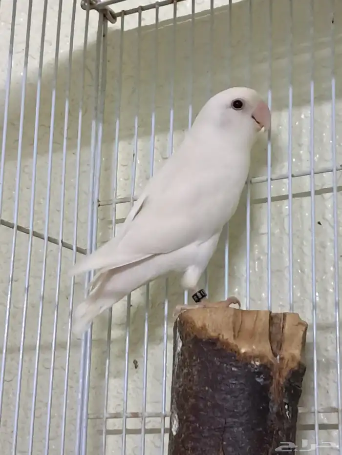 عرض خاص روز اناث الأنتاج ثلاث حبات 1