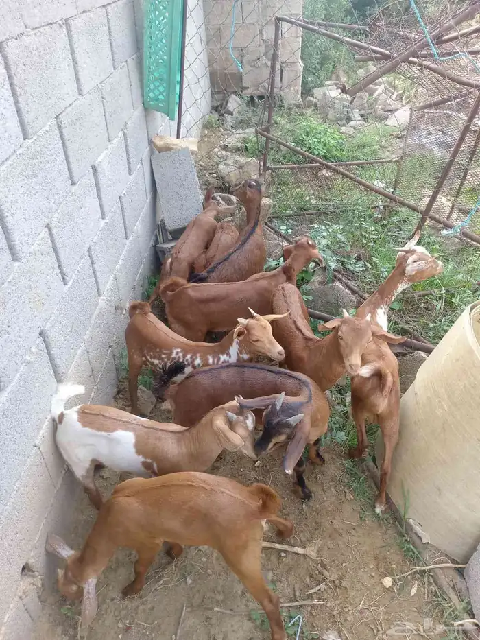 تيوس دهم كله ذكور(تم البيع) 1