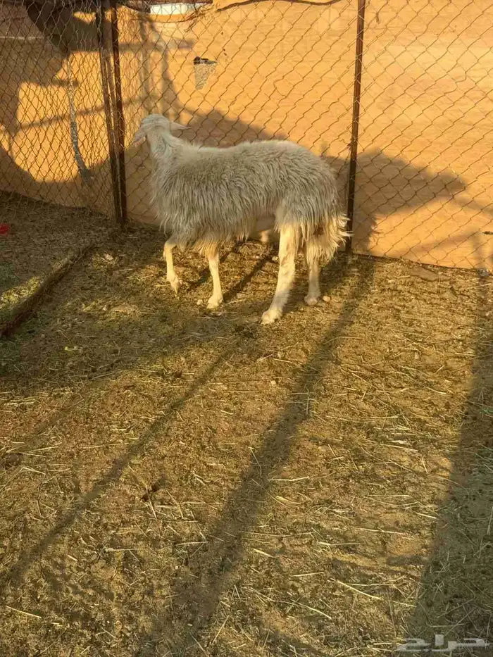 خروف مشروع فحل اصفر ابرص 3