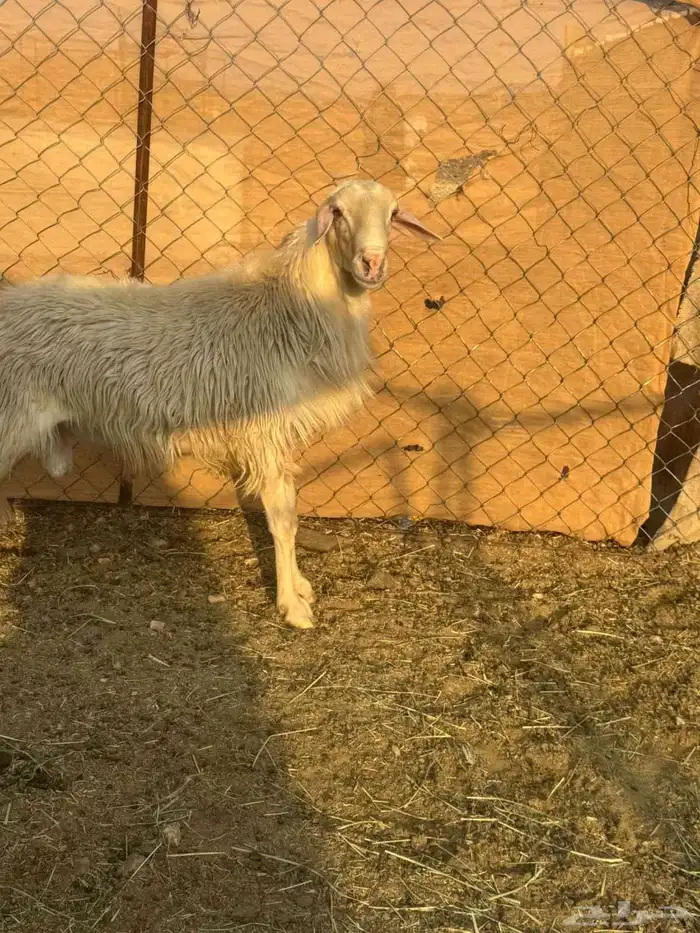 خروف مشروع فحل اصفر ابرص 0