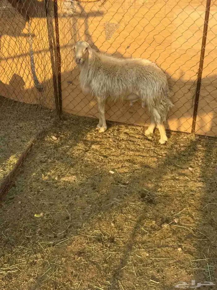 خروف مشروع فحل اصفر ابرص 2