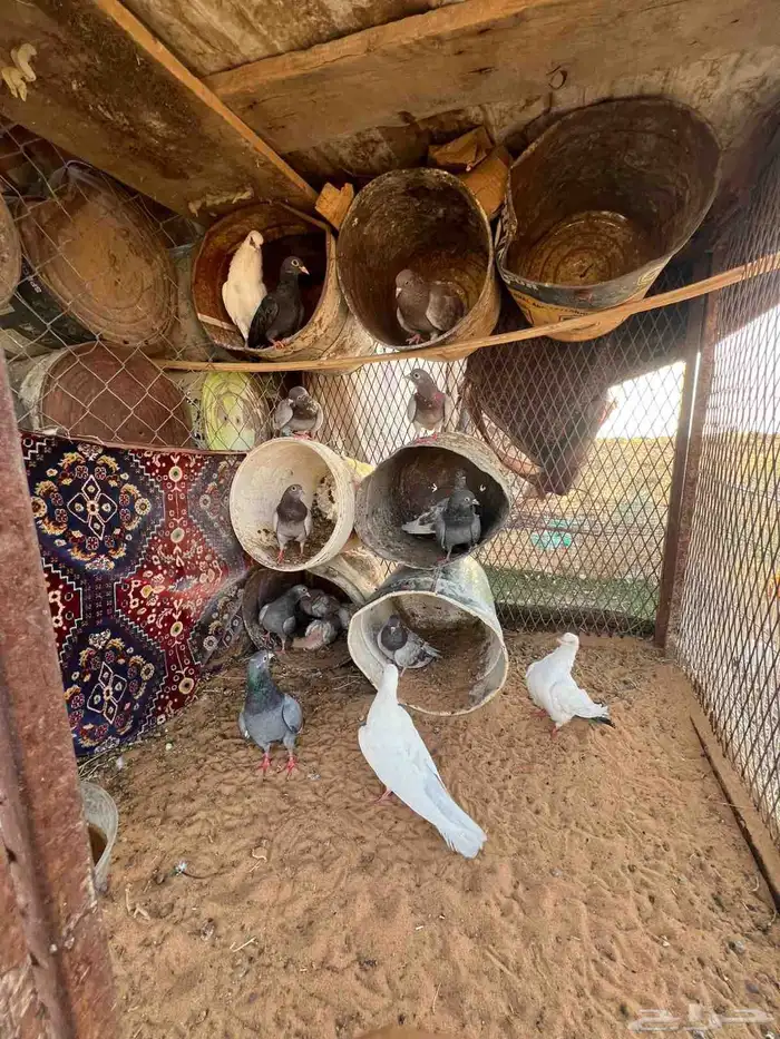 للبيع حمام 0