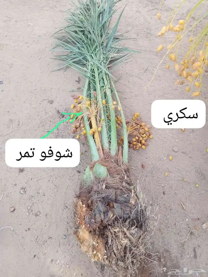 نخل للبيع القصيم 0