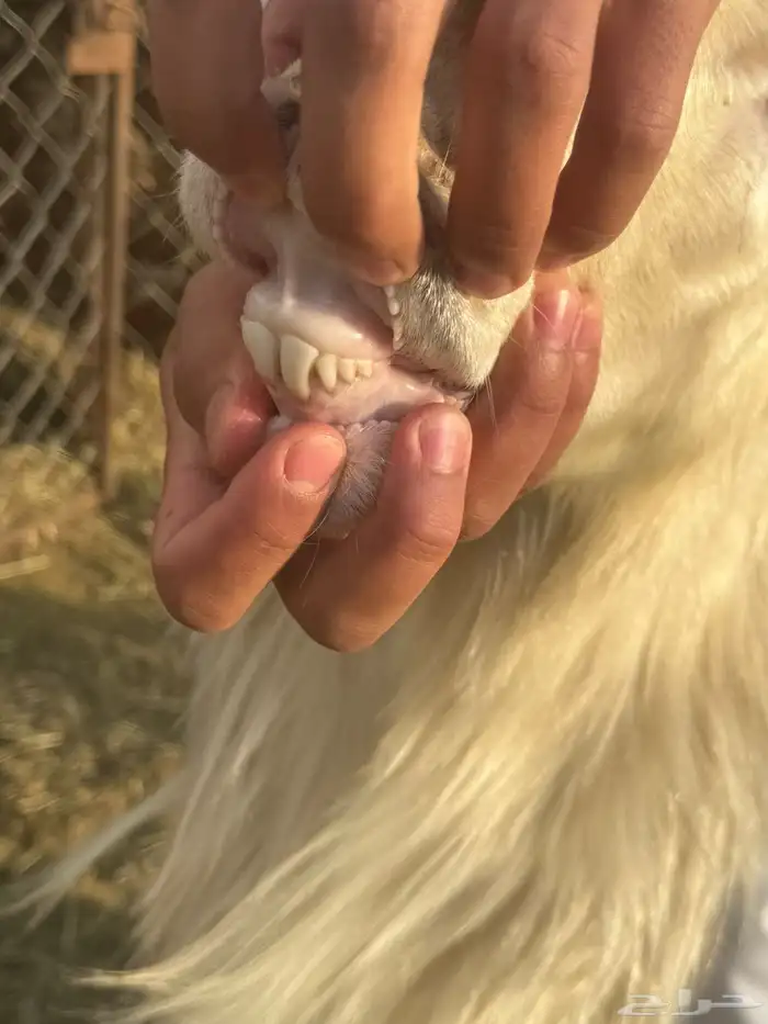 خروف مشروع فحل اصفر ابرص 4