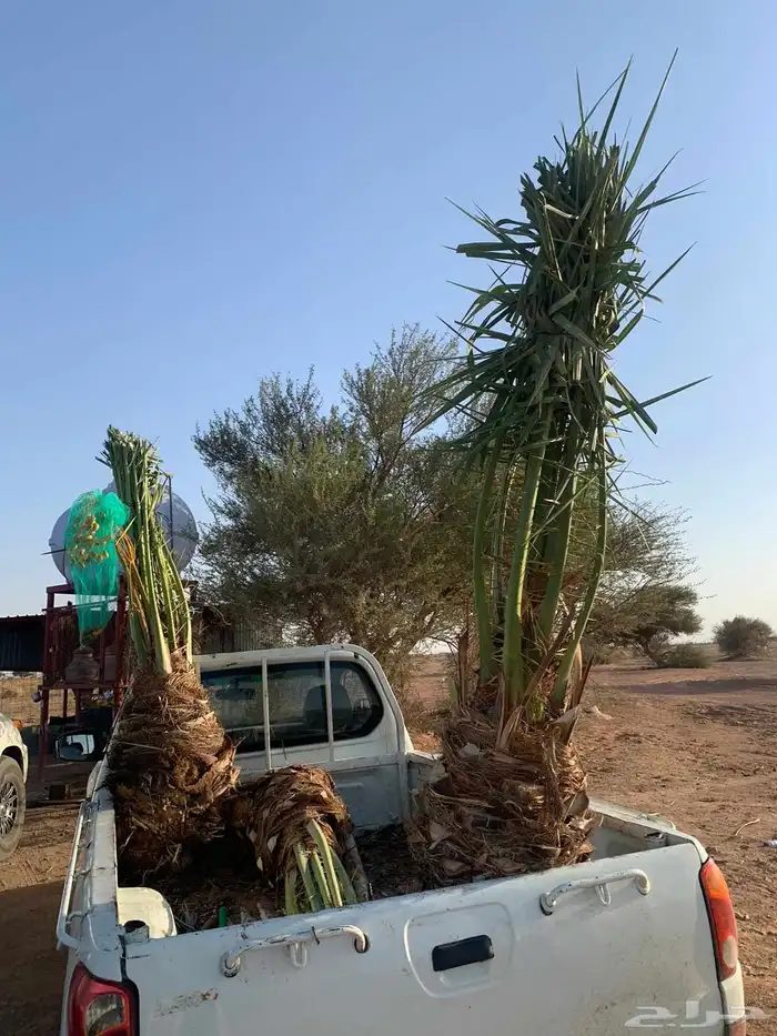 يوجد الدنيا نخل للبيع عربي واشنطن 1