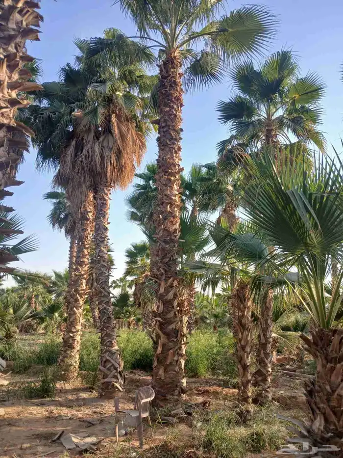 نخل واشنطنيا زينه 4
