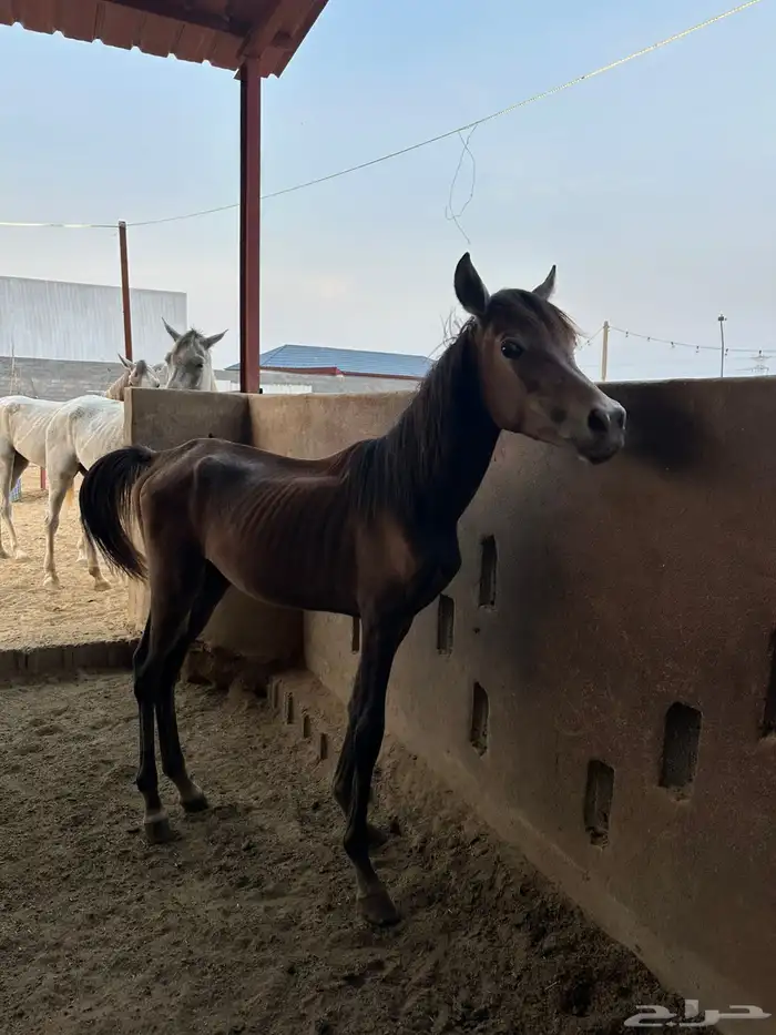 على السوم 3