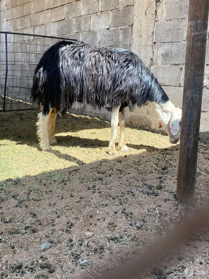 للبيع نجديه صنف 1
