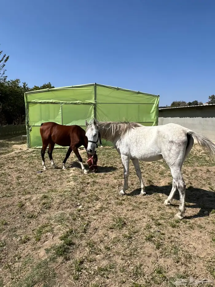 خيل عربي 3