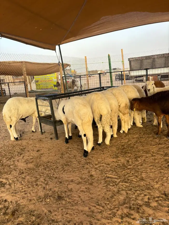 ذبايح نعيمي حري ذبائح سواكني مرابي ذبح وتوصيل 5