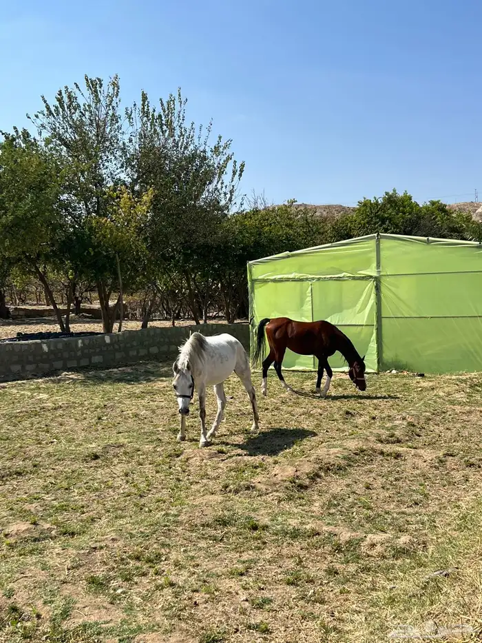 خيل عربي 1