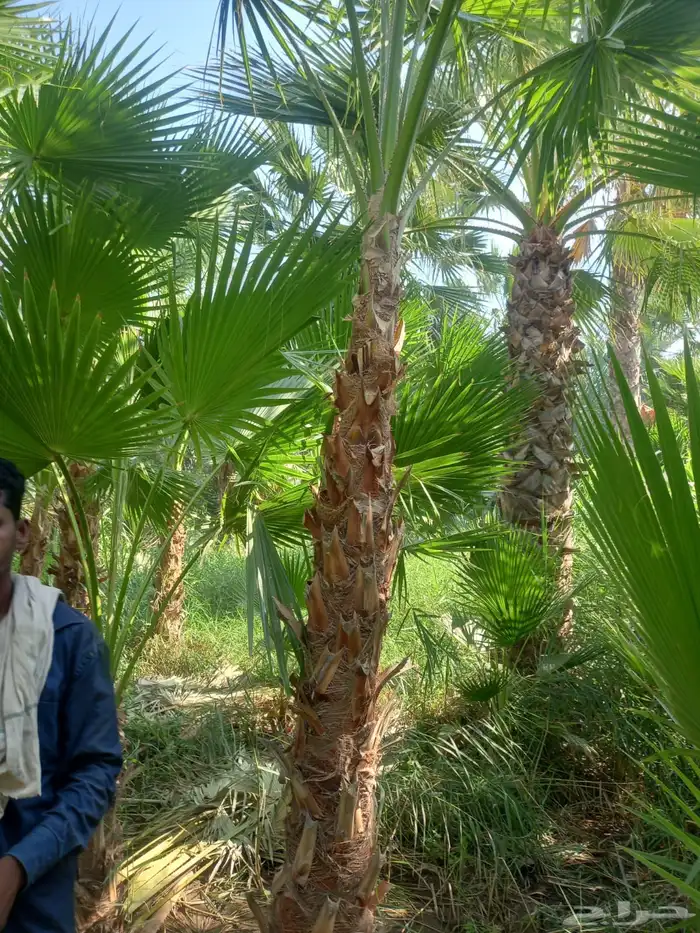 تنسيق الحدائق 19