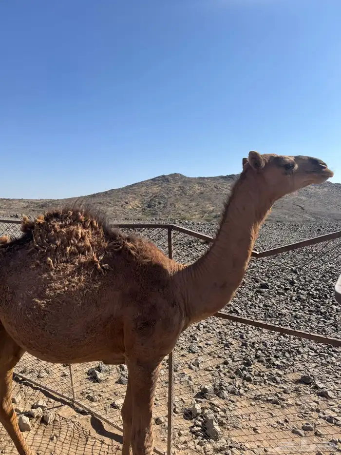 قعود للبيع 1