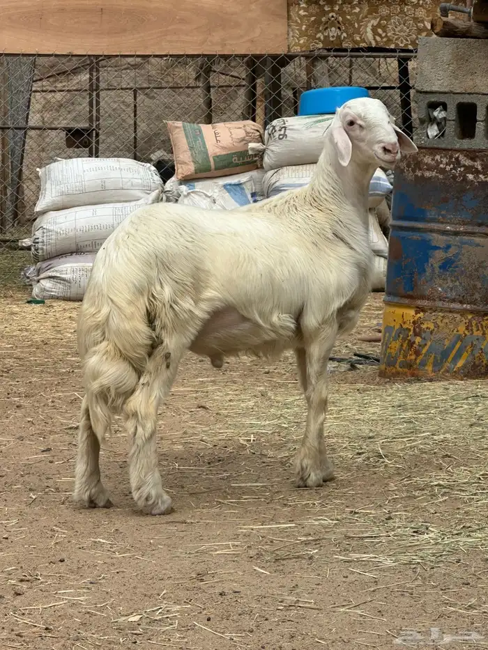مشروع فحل 0