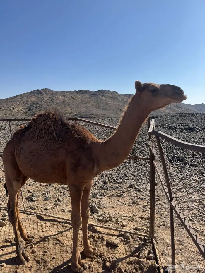 قعود للبيع 0